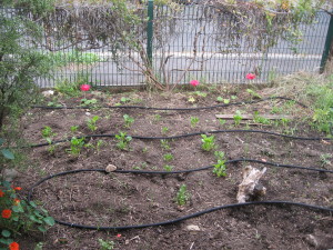 Thumbnail image for Setting up automated irrigatation