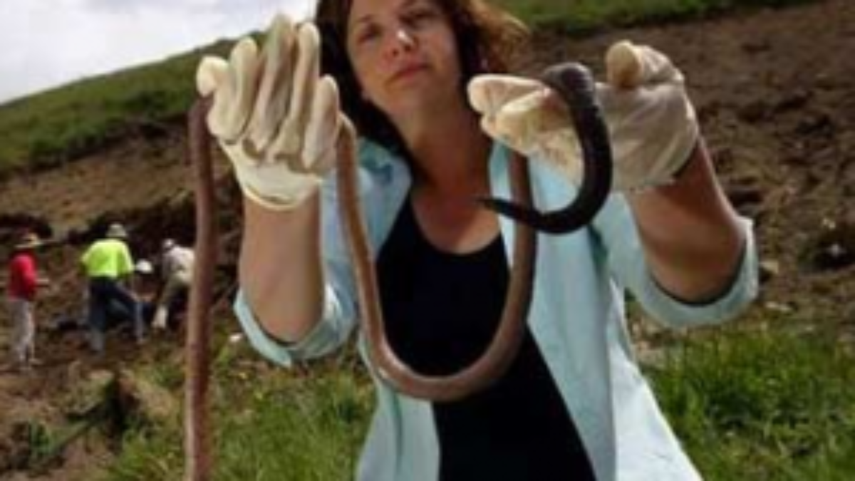 Giant-Gippsland-Earthworm-300x224